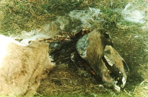 Chèvre retrouvé en cet état en 2002 proche de Rivera (Prov. de Buenos Aires).